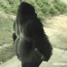 peepo-leave-gorilla.gif