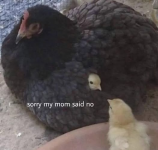 1739303893375.png