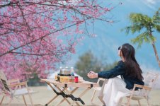 3.15出发林芝桃花节，队员限定招募中_1_老杨的日常_来自小红书网页版.jpg