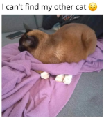 1740175525443.png