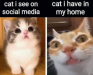 1740435743707.png