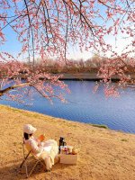 春游季🌸北京3km沿河花溪🫧花下免费露营🏕️_1_小桐仔_来自小红书网页版.jpg