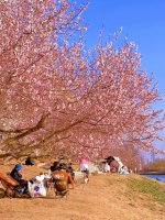 春游季🌸北京3km沿河花溪🫧花下免费露营🏕️_7_小桐仔_来自小红书网页版.jpg