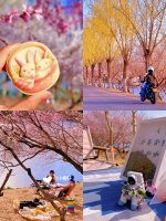 春游季🌸北京3km沿河花溪🫧花下免费露营🏕️_11_小桐仔_来自小红书网页版.jpg