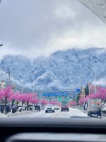 林芝桃花开了哟！_1_肖肖在林芝_来自小红书网页版.jpg