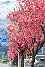 林芝街头的一角_5_芝畔林_来自小红书网页版.jpg