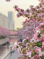 人生建议‼️一定要去看清晨6_00的海棠花溪_1_山辞_来自小红书网页版.jpg