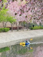 人生建议‼️一定要去看清晨6_00的海棠花溪_3_山辞_来自小红书网页版.jpg