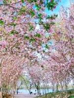 圆明园海棠花开🌸不要错过北京的春天🌿_1_北小逛_来自小红书网页版.jpg