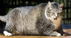 1743842896916.webp