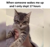 1747009748861.png