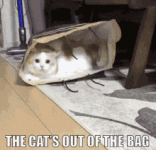 cats-out-of-the-bag-the-word-is-out.gif