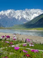 南迦巴瓦开的花——雪山与花海交织的地方_1_康英拉孜_来自小红书网页版.jpg