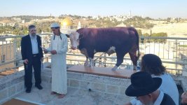 cow al aqsa x.jpg (1).jpg