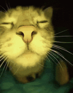 db1e6f380aca333fca9f6a7e155a0fb3.gif