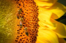 Honeybees-1.jpg