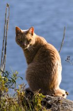 Cat-7698.jpg