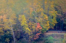 Misty Woods-9652.jpg