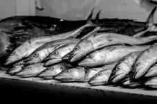 Fresh from the Sea-9303.jpg