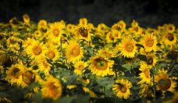 Sunflowers-1.jpg