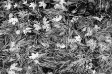 Pine Needles-5265.jpg