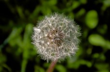 Dandelion-.jpg