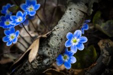 Flowers-1008.jpg