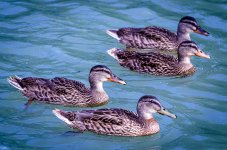 Ducks-.jpg