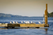 Seagull Dock-.jpg