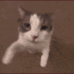 730d75ed729397068c7a89fa7476e305.gif
