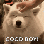 pet-dog.gif