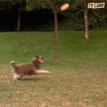 fetch-dog-catching-frisbee.gif