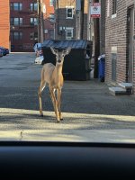 deer.jpeg deer.jpeg