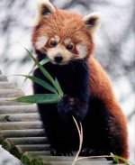 1480672389_ailurus_fulgens_roterpanda_lesserpanda.jpg