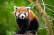 What-Is-a-Red-Panda-in-India.webp