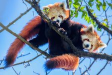 red-panda-young-pair-sourav-mondal-1634795802935.jpg