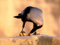 1772055244016.png