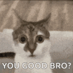 1000008329.gif