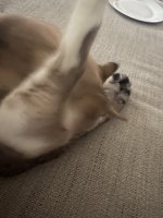 IMG_2806.jpeg