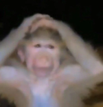 1774384477062.png