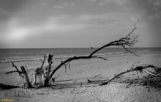 DSC_0082 - Copy.jpg