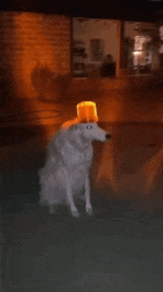giphy2-ezgif.com-webp-to-gif-converter.gif