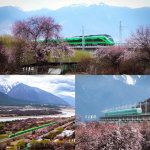 世界领先的的高原双源动车，在林芝花海奔驰_1_京丰某琛de铁道俱乐部_来自小红书网页版.jpg