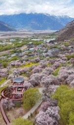 来林芝，第一站一定要留给嘎拉村🌸🌸_1_藩篱之花_来自小红书网页版.jpg