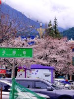 八一镇德吉路的那棵网红树｜林芝城里花如雪_1_玊尔礐壆_来自小红书网页版.jpg