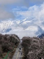 波密桃花实景，别再被人骗啦_6_Wsss_来自小红书网页版.jpg