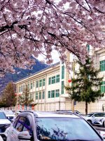 八一镇德吉路的那棵网红树｜林芝城里花如雪_5_玊尔礐壆_来自小红书网页版.jpg