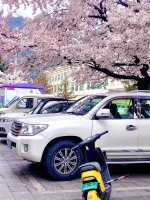 八一镇德吉路的那棵网红树｜林芝城里花如雪_8_玊尔礐壆_来自小红书网页版.jpg
