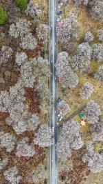 波密桃花实景，别再被人骗啦_5_Wsss_来自小红书网页版.jpg
