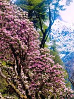 林芝八盖乡高山杜鹃｜美到失语（4.11实拍）_1_玊尔礐壆_来自小红书网页版.jpg